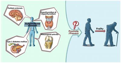 Does autoimmune diseases increase the risk of frailty? A Mendelian randomization study